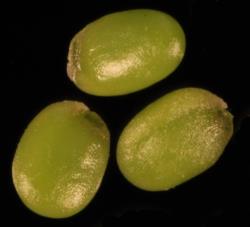 Cardamine chlorina. Seeds.
 Image: P.B. Heenan © Landcare Research 2019 CC BY 3.0 NZ